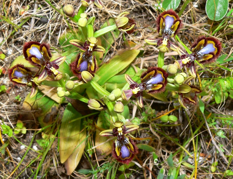 Primavera e orchidee palermitane